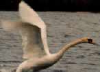 Swan of Pihlajakari