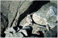 Harmaalokin poikanen