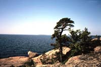 Tuulen muovaama pet�j�